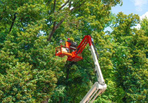 Boosting Curb Appeal: Why Tree Services Are Crucial When You Sell Your House In West Boxford, MA